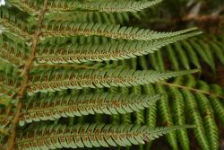 Cyathea dealbata.  Underside of fertile frond from the Far North showing glaucous coloration rather than the more usual white colour.
 Image: L.R. Perrie © Leon Perrie 2013 CC BY-NC 3.0 NZ